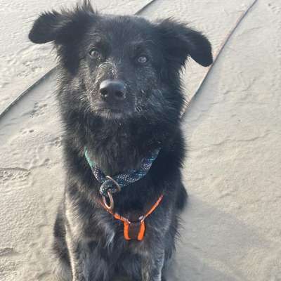 Hundetreffen-Social Walk-Bild