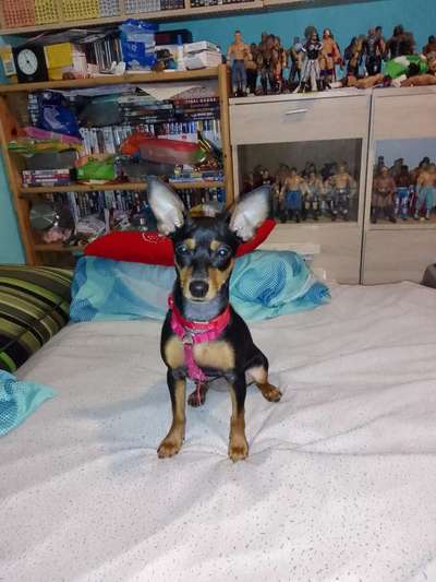 Prager Rattler-Beitrag-Bild