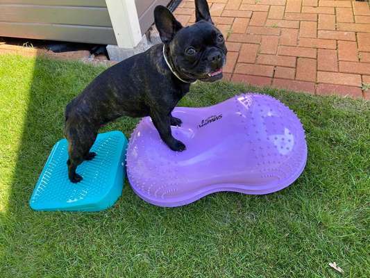 Dein Hund im Dogorama-Kalender 2021-Beitrag-Bild