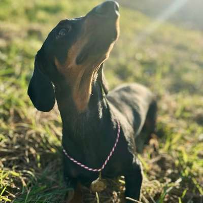 Hundetreffen-Trainingstreffen 🐾-Bild