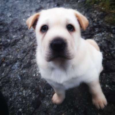 Dogorama Photo Challenge - Hundeblick zum hinschmelzen-Beitrag-Bild