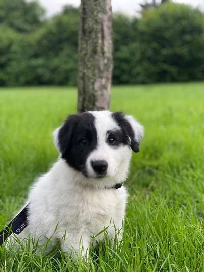 Hundetreffen-Suchen Welpen zum spielen und Spaß haben-Bild