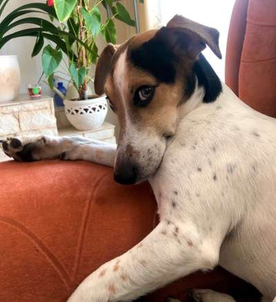 CHALLENGE NR. 19 - Der Hundeblick-Beitrag-Bild