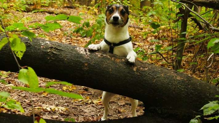 Zeige das lustigste Bild eures Hundis-Beitrag-Bild