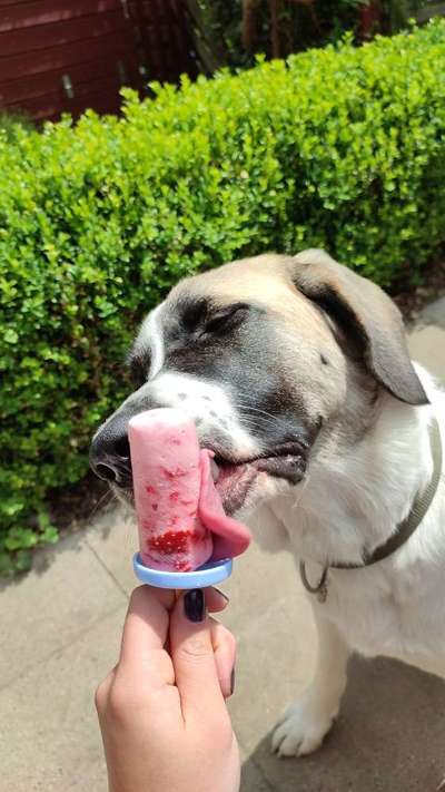 Auslandstierschutz-Beitrag-Bild