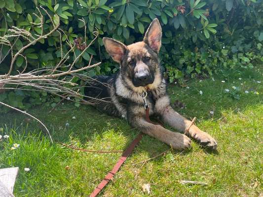 Hundetreffen-Gassi und Spielen-Bild