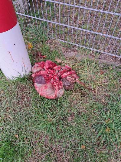 Giftköder-Tiereingeweide im Lollarer Feld-Bild