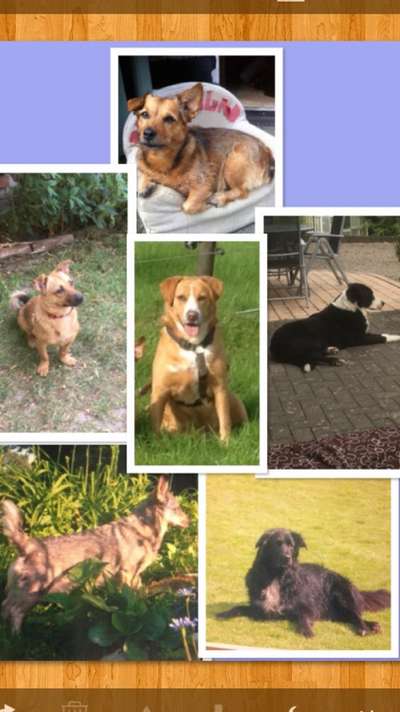 Hunde vom Tierschutzverein 🐕♥️-Beitrag-Bild