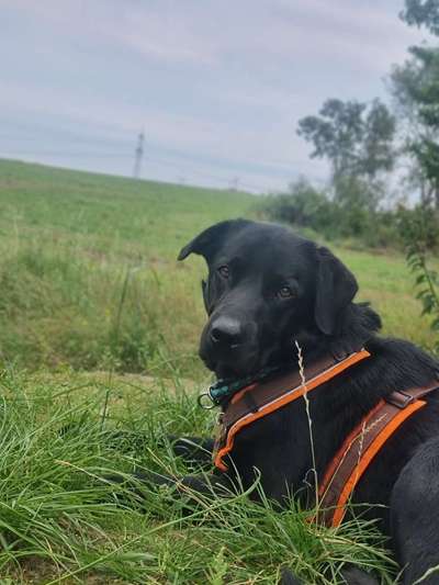 Hundetreffen-Gassi gehen marzahn-Bild