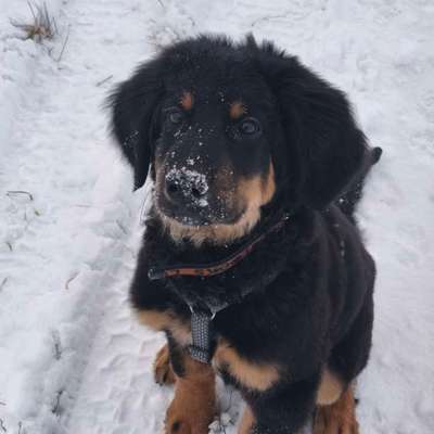 Hundetreffen-Hundefreunde gesucht - von Jung bis Alt-Bild