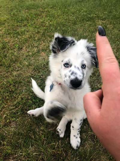 Welpen Bilder !-Beitrag-Bild