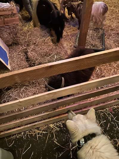 ✨ Hunde auf Weihnachtsmärkten – ja oder nein? ✨-Beitrag-Bild