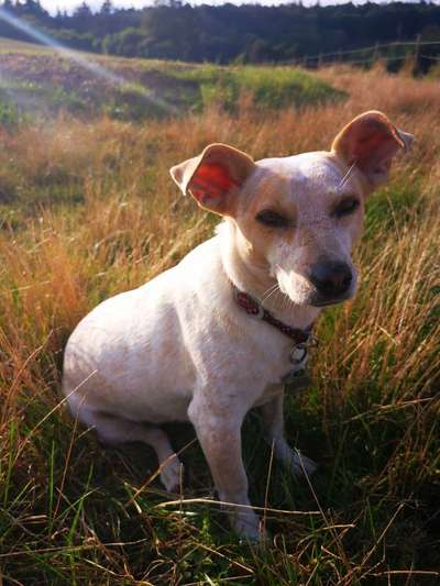 Mischlingshunde Foto Aufruf-Beitrag-Bild