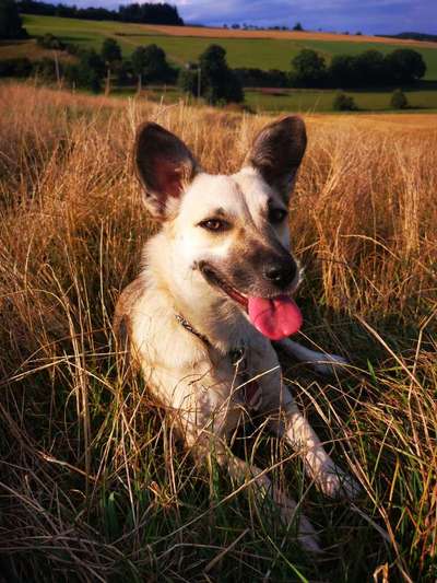 Mischlingshunde Foto Aufruf-Beitrag-Bild