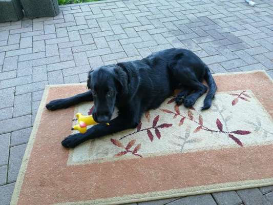 Seltene Rassen!-Beitrag-Bild