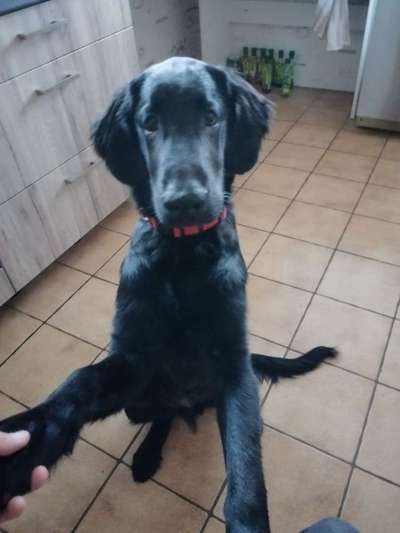 Flat Coated Retriever-Beitrag-Bild