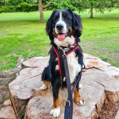Hundetreffen-Werftpark