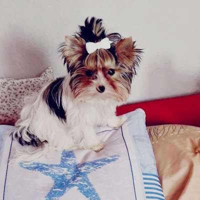 Hundetreffen-Suche kleine Freundin Zum Spielen