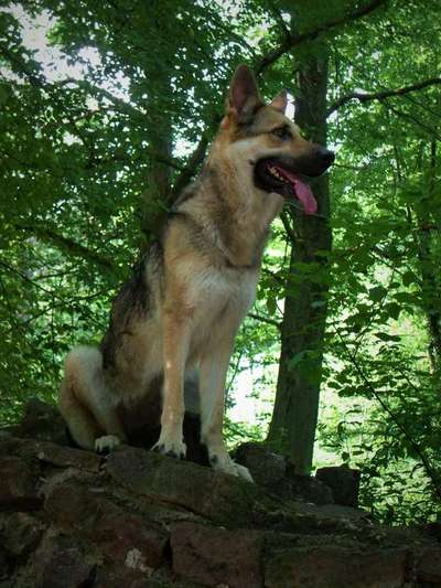 Dogorama Photo Challenge - Märchenwald-Beitrag-Bild