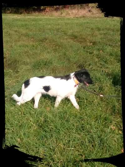 Auslandstierschutz-Beitrag-Bild