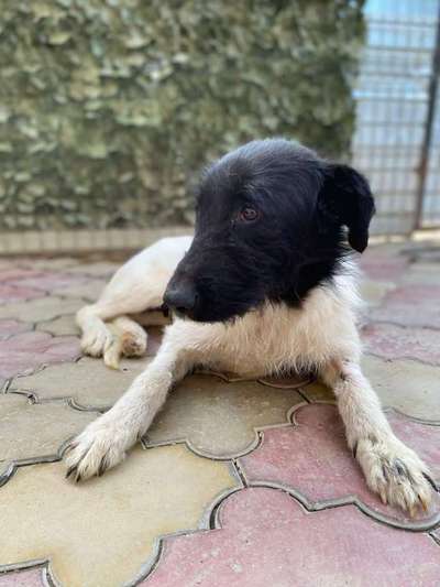 Gibt's hier noch mehr Border Collies???-Beitrag-Bild