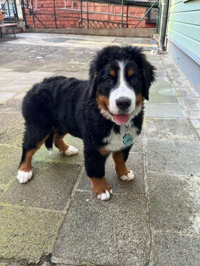 Berner Sennen-Beitrag-Bild