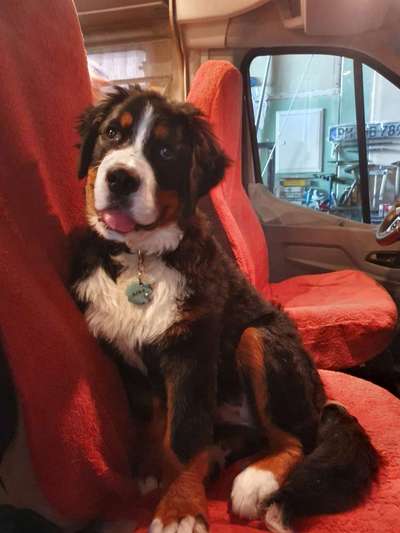 Berner Sennen-Beitrag-Bild