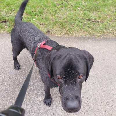 Hundetreffen-Feierabend Hunderunde-Bild