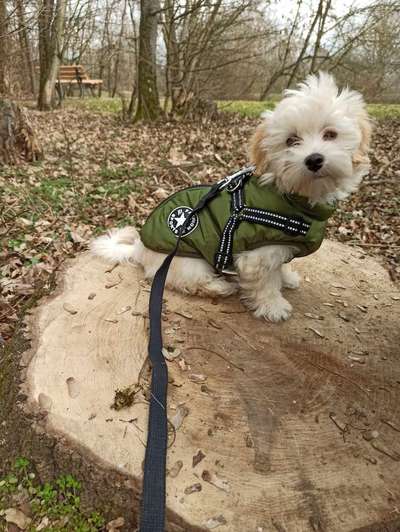 Hundetreffen-Welpen Freunde-Bild