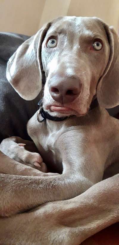 Die Dogorama-Wochen-Challenge "Die schönste Grimasse"-Beitrag-Bild