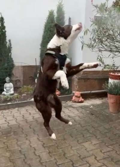 Challenge Nr. 16         Dynamik - Dein Hund in Bewegung-Beitrag-Bild