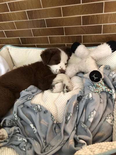 Welpen Bilder !-Beitrag-Bild