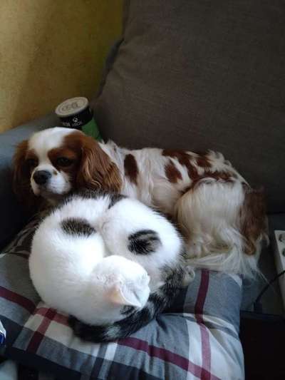 Cavalier King Charles Spaniel?-Beitrag-Bild