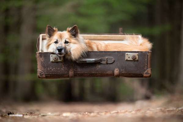 Fotografie / Hundefotografie-Beitrag-Bild