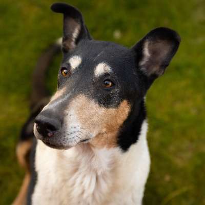 Tierfotografen-Saskia Schreiber Fotografie-Bild