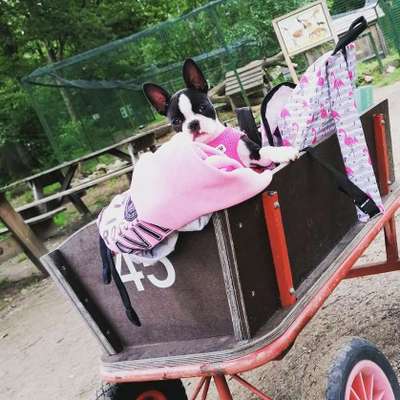 Die Dogorama Kalender Challenge 4/4-Beitrag-Bild