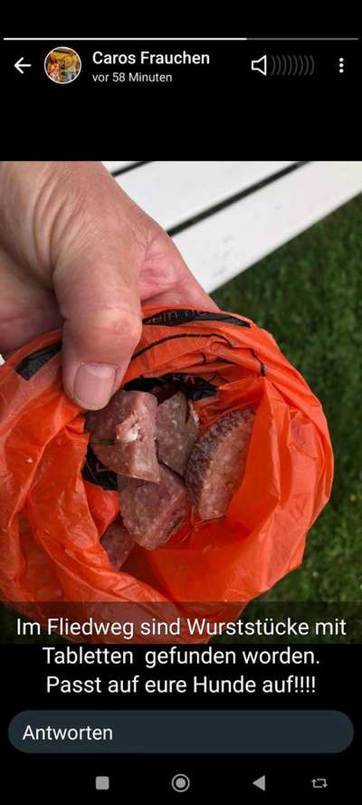 Giftköder-Wurst mit Tabletten-Bild