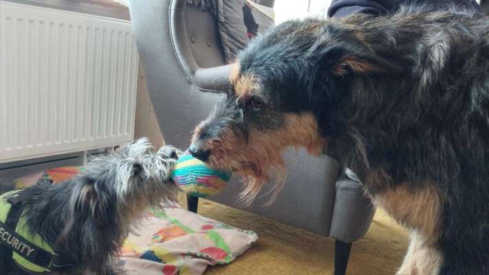 Hundetreffen-Gemeinsames Gassigehen im Mirker Hain-Bild