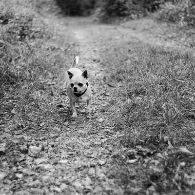 Hundetreffen-Gassirunde-Bild