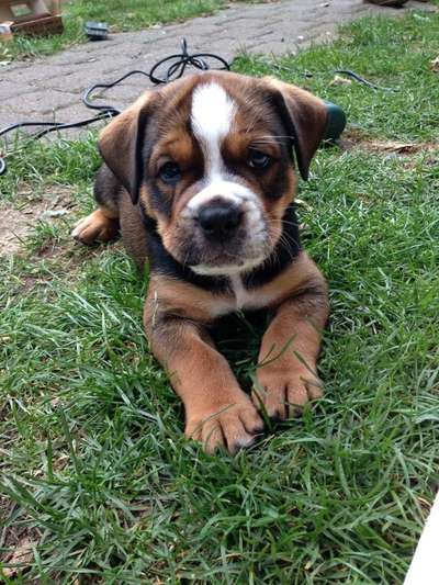 Welpen Bilder !-Beitrag-Bild