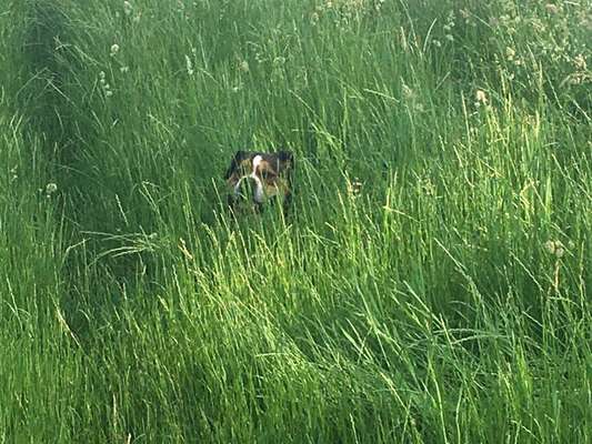 Die Dogorama Monats Challenge "Es grünt und blüht"-Beitrag-Bild