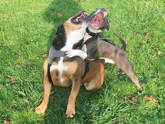 Lustigsten Grimassen von euren Hunden-Beitrag-Bild