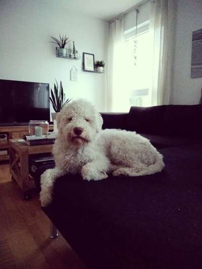 Lagotto Romagnolo Besitzer-Beitrag-Bild