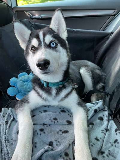 FOTOCHALLENGE 70 - Dein Hund im Auto-Beitrag-Bild