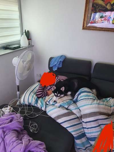 Dogorama Photo Challenge - Be my valentine-Beitrag-Bild