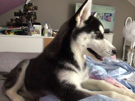 Darf der Hund bei Euch im Bett schlafen?-Beitrag-Bild