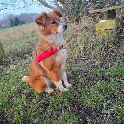TierschutzhundeStammtisch🐕-Beitrag-Bild