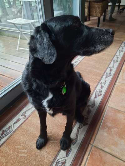 Mischlinge raten - Rätselspaß-Beitrag-Bild