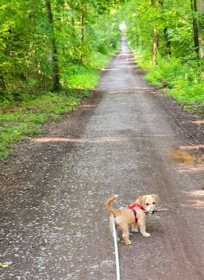 Hundetreffen-Spiel und Gassi Runde-Bild