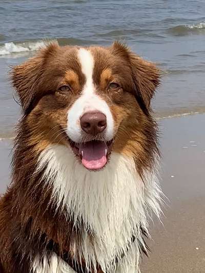 Die Dogorama Kalender Challenge Titelbild-Beitrag-Bild